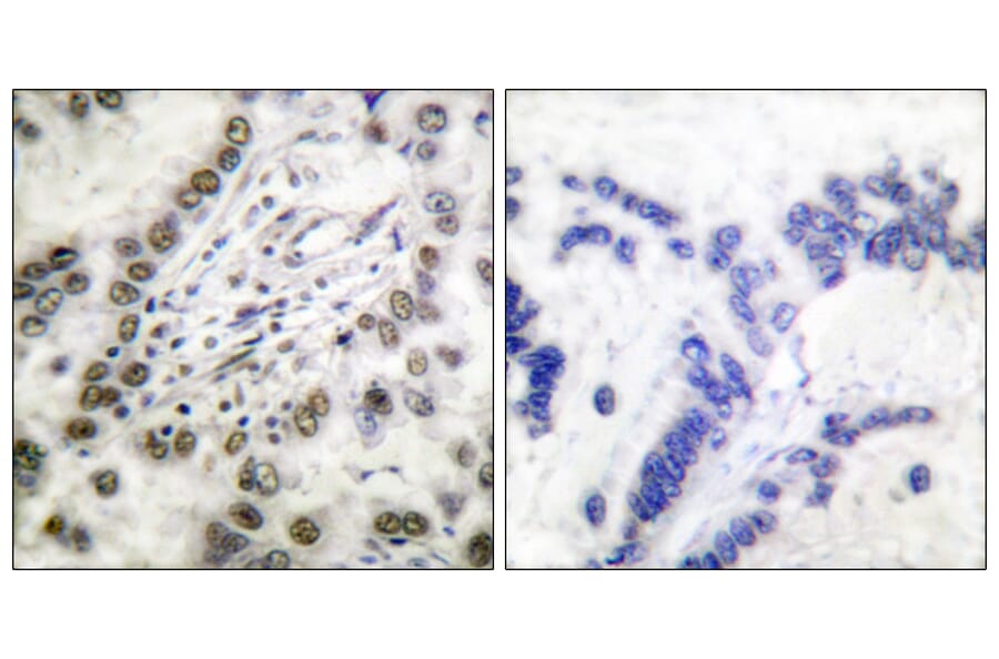 Immunohistochemistry - Anti-CBP Antibody (D0039) - Antibodies.com