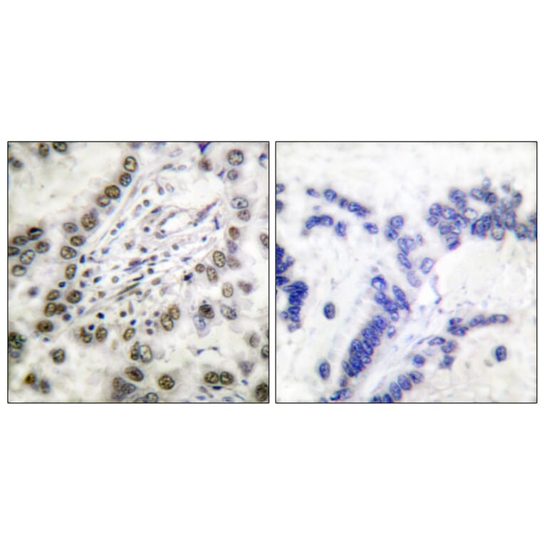 Immunohistochemistry - Anti-CBP Antibody (D0039) - Antibodies.com
