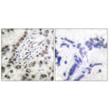 Immunohistochemistry - Anti-CBP Antibody (D0039) - Antibodies.com