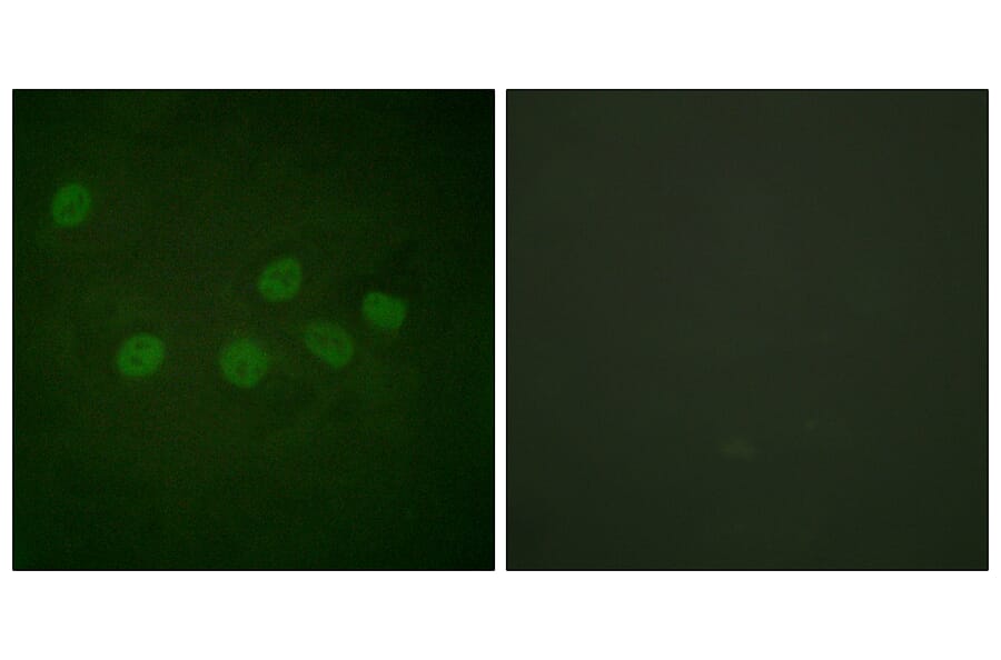 Immunofluorescence - Anti-CBP Antibody (D0039) - Antibodies.com