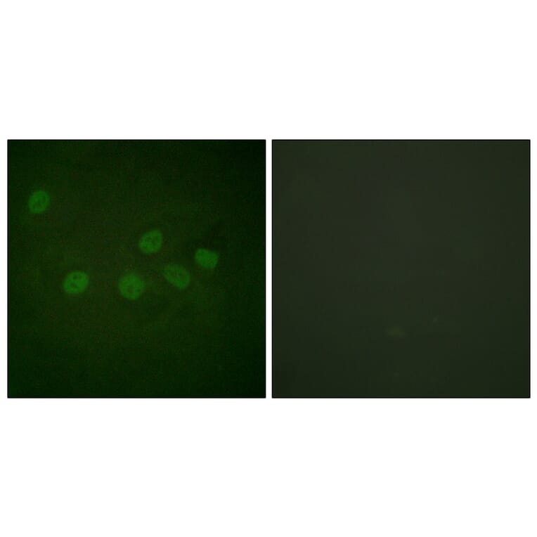 Immunofluorescence - Anti-CBP Antibody (D0039) - Antibodies.com
