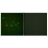 Immunofluorescence - Anti-CBP Antibody (D0039) - Antibodies.com