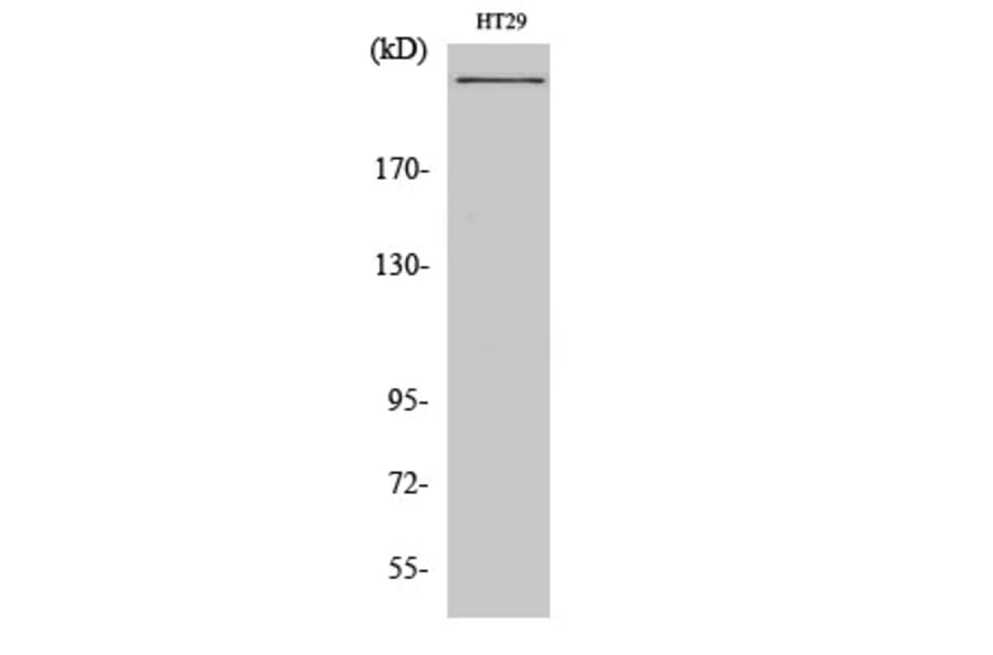 Western Blot - Anti-CBP Antibody (D0039) - Antibodies.com