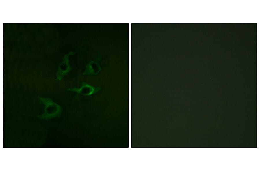 Immunofluorescence - Anti-CBL Antibody (B0464) - Antibodies.com