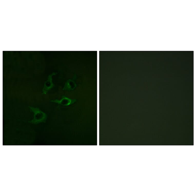 Immunofluorescence - Anti-CBL Antibody (B0464) - Antibodies.com