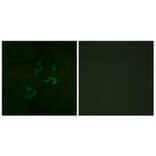 Immunofluorescence - Anti-CBL Antibody (B0464) - Antibodies.com