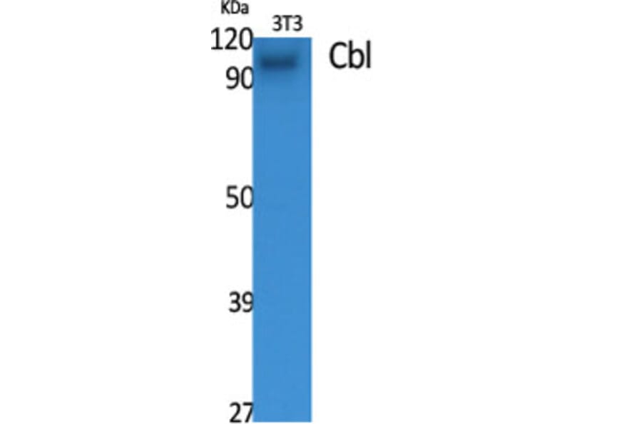 Western Blot - Anti-CBL Antibody (B0464) - Antibodies.com