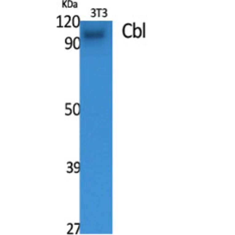 Western Blot - Anti-CBL Antibody (B0464) - Antibodies.com
