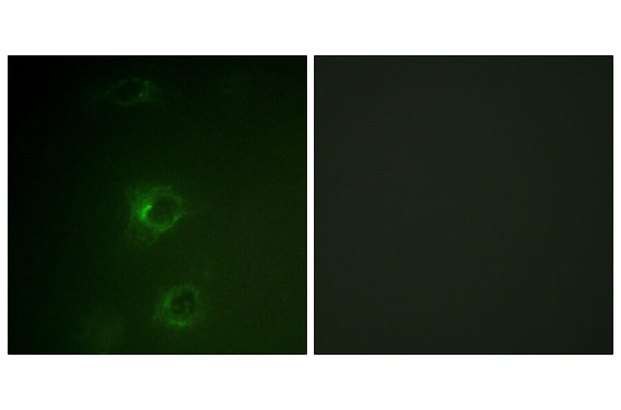 Immunofluorescence - Anti-CBL Antibody (B0466) - Antibodies.com