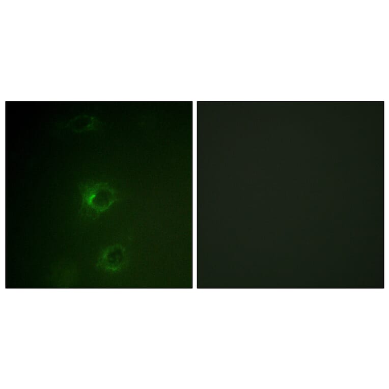 Immunofluorescence - Anti-CBL Antibody (B0466) - Antibodies.com
