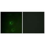 Immunofluorescence - Anti-CBL Antibody (B0466) - Antibodies.com