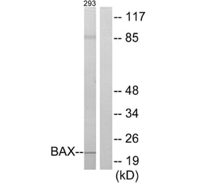 Western Blot - Anti-BAX Antibody (C13027) - Antibodies.com