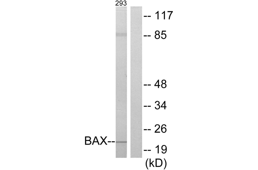 Western Blot - Anti-BAX Antibody (C13027) - Antibodies.com