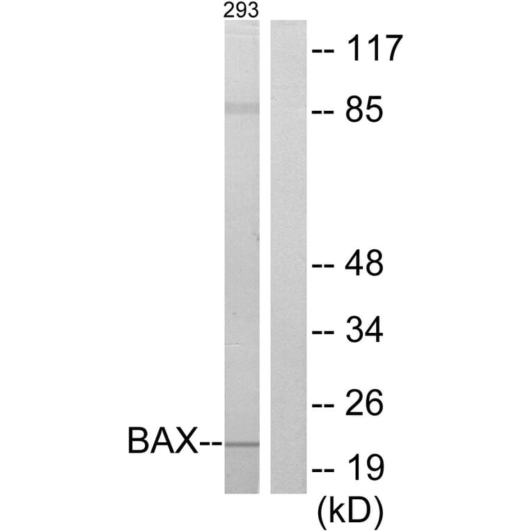 Western Blot - Anti-BAX Antibody (C13027) - Antibodies.com