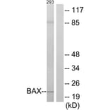 Western Blot - Anti-BAX Antibody (C13027) - Antibodies.com