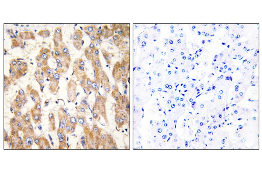 Immunohistochemistry - Anti-BAX Antibody (C13027) - Antibodies.com
