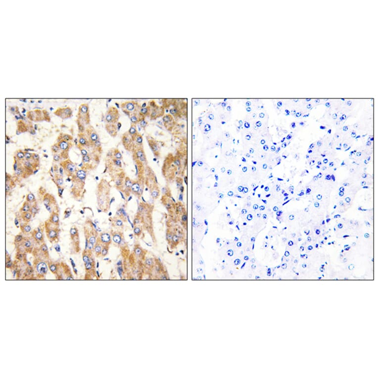 Immunohistochemistry - Anti-BAX Antibody (C13027) - Antibodies.com