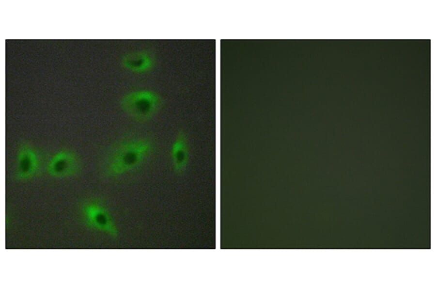 Immunofluorescence - Anti-BAX Antibody (C13027) - Antibodies.com