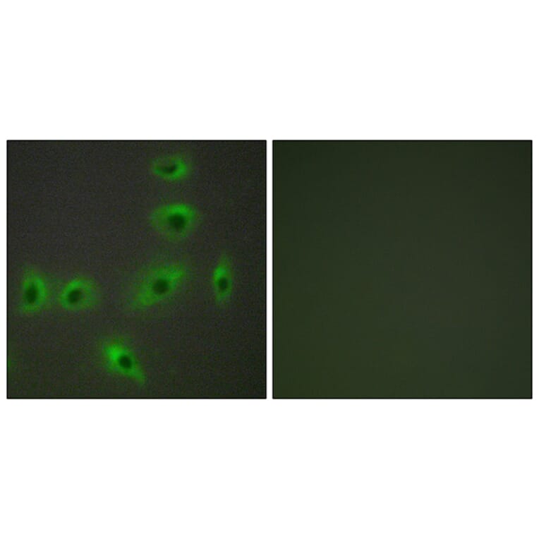 Immunofluorescence - Anti-BAX Antibody (C13027) - Antibodies.com