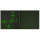 Immunofluorescence - Anti-BAX Antibody (C13027) - Antibodies.com