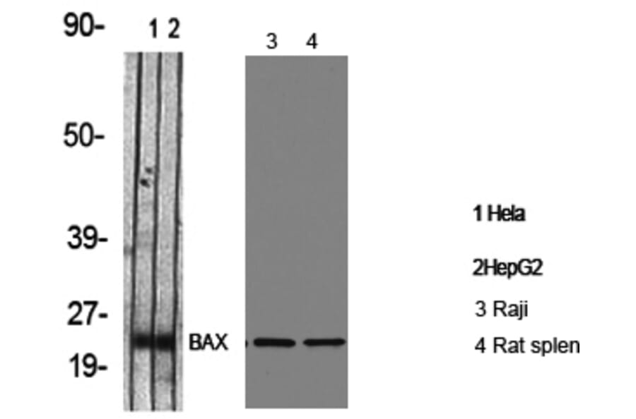 Western Blot - Anti-BAX Antibody (C13027) - Antibodies.com