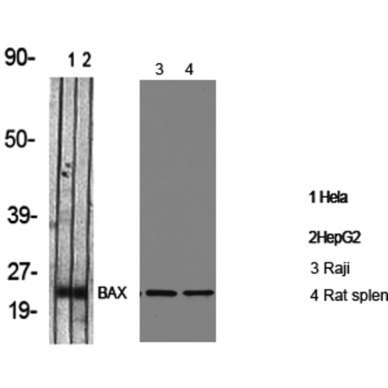 Western Blot - Anti-BAX Antibody (C13027) - Antibodies.com