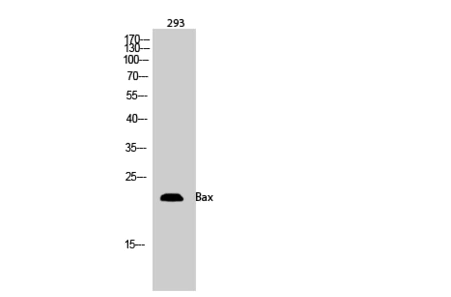 Western Blot - Anti-BAX Antibody (C13027) - Antibodies.com