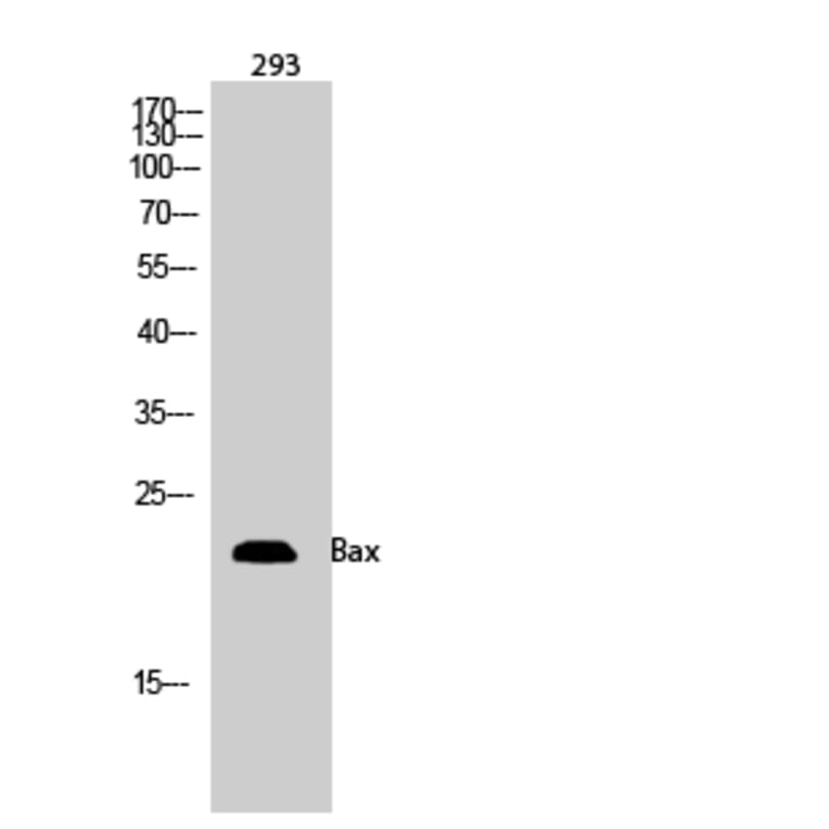 Western Blot - Anti-BAX Antibody (C13027) - Antibodies.com