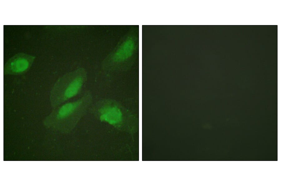 Immunofluorescence - Anti-Akt Antibody (B0817) - Antibodies.com