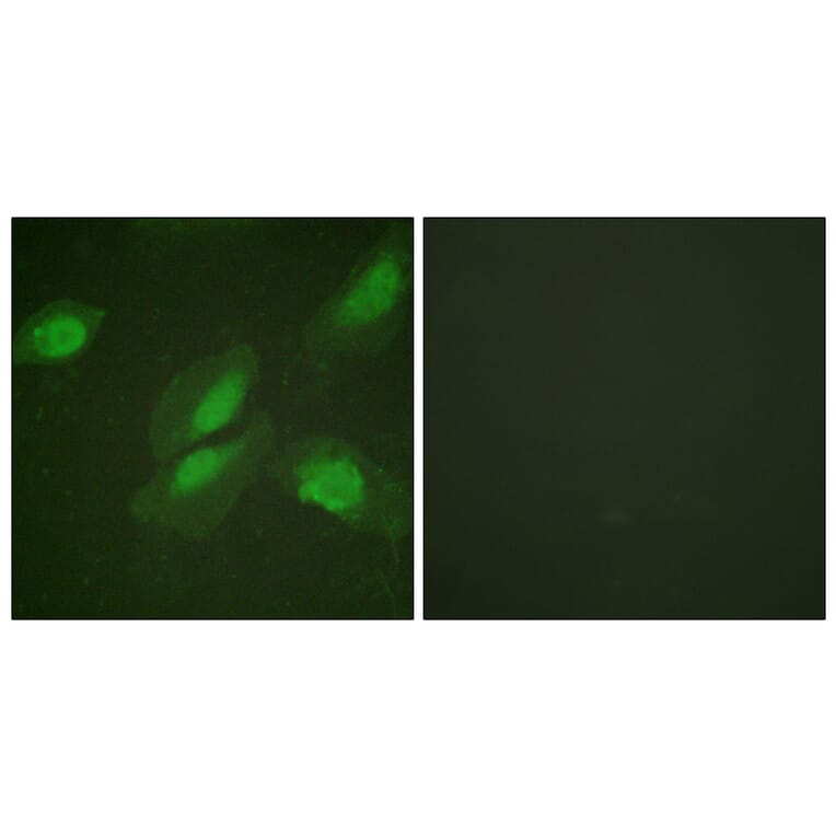 Immunofluorescence - Anti-Akt Antibody (B0817) - Antibodies.com