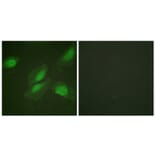 Immunofluorescence - Anti-Akt Antibody (B0817) - Antibodies.com