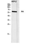 Western Blot - Anti-Akt Antibody (B0817) - Antibodies.com