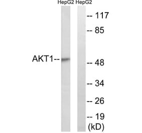 Western Blot - Anti-Akt Antibody (B0609) - Antibodies.com
