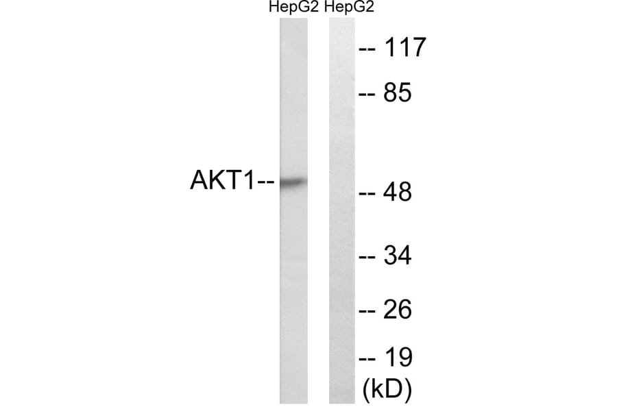 Western Blot - Anti-Akt Antibody (B0609) - Antibodies.com