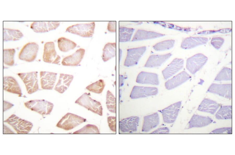 Immunohistochemistry - Anti-Akt Antibody (B0609) - Antibodies.com