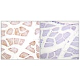 Immunohistochemistry - Anti-Akt Antibody (B0609) - Antibodies.com