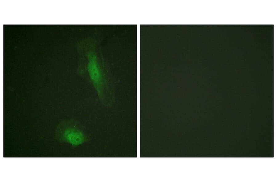 Immunofluorescence - Anti-Akt Antibody (B0609) - Antibodies.com
