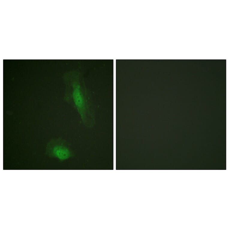Immunofluorescence - Anti-Akt Antibody (B0609) - Antibodies.com