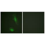 Immunofluorescence - Anti-Akt Antibody (B0609) - Antibodies.com