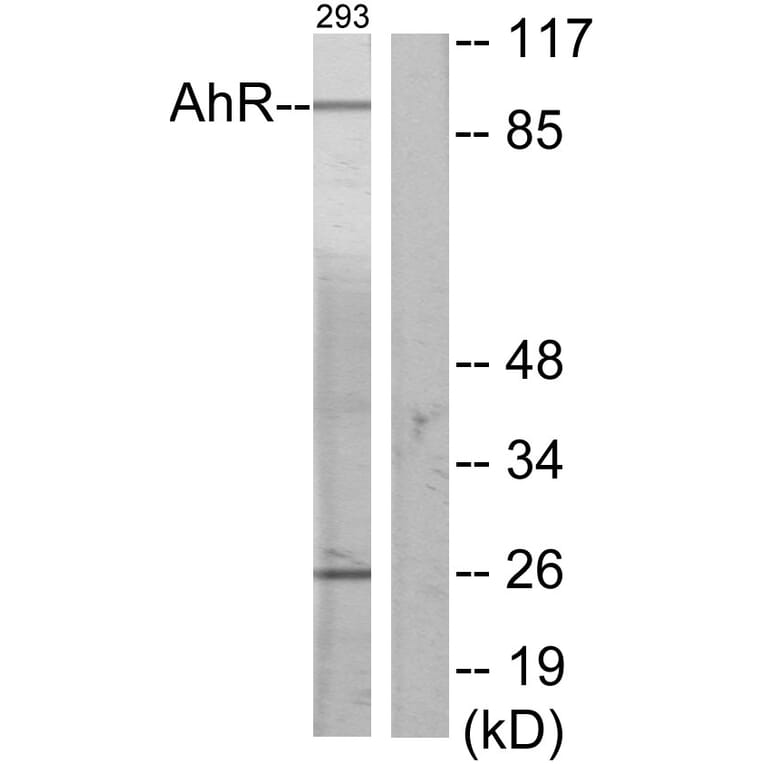 Western Blot - Anti-AhR Antibody (B0765) - Antibodies.com