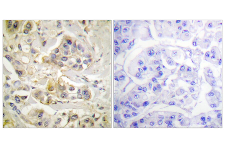 Immunohistochemistry - Anti-AhR Antibody (B0765) - Antibodies.com