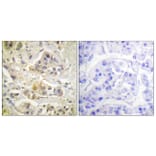 Immunohistochemistry - Anti-AhR Antibody (B0765) - Antibodies.com