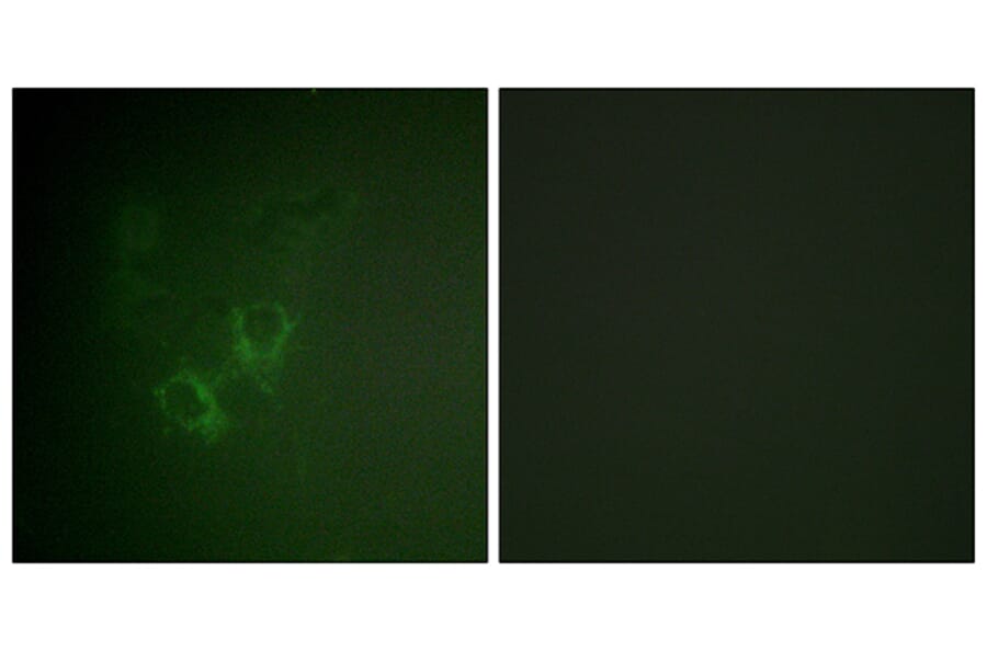 Immunofluorescence - Anti-AhR Antibody (B0765) - Antibodies.com