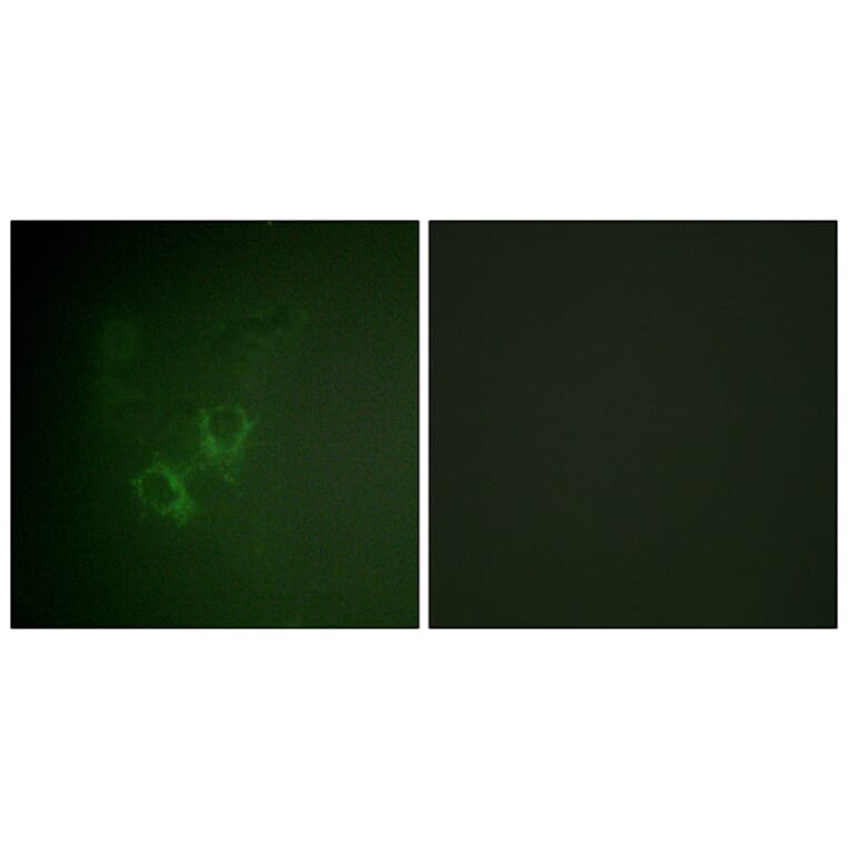 Immunofluorescence - Anti-AhR Antibody (B0765) - Antibodies.com