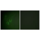 Immunofluorescence - Anti-AhR Antibody (B0765) - Antibodies.com