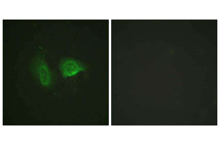 Immunofluorescence - Anti-Calcium Sensing Receptor (phospho Thr888) Antibody (A0828) - Antibodies.com