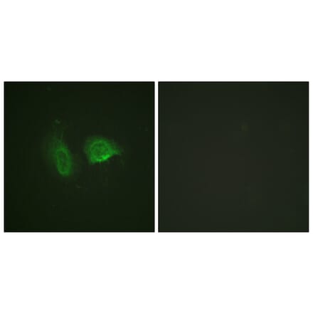 Immunofluorescence - Anti-Calcium Sensing Receptor (phospho Thr888) Antibody (A0828) - Antibodies.com