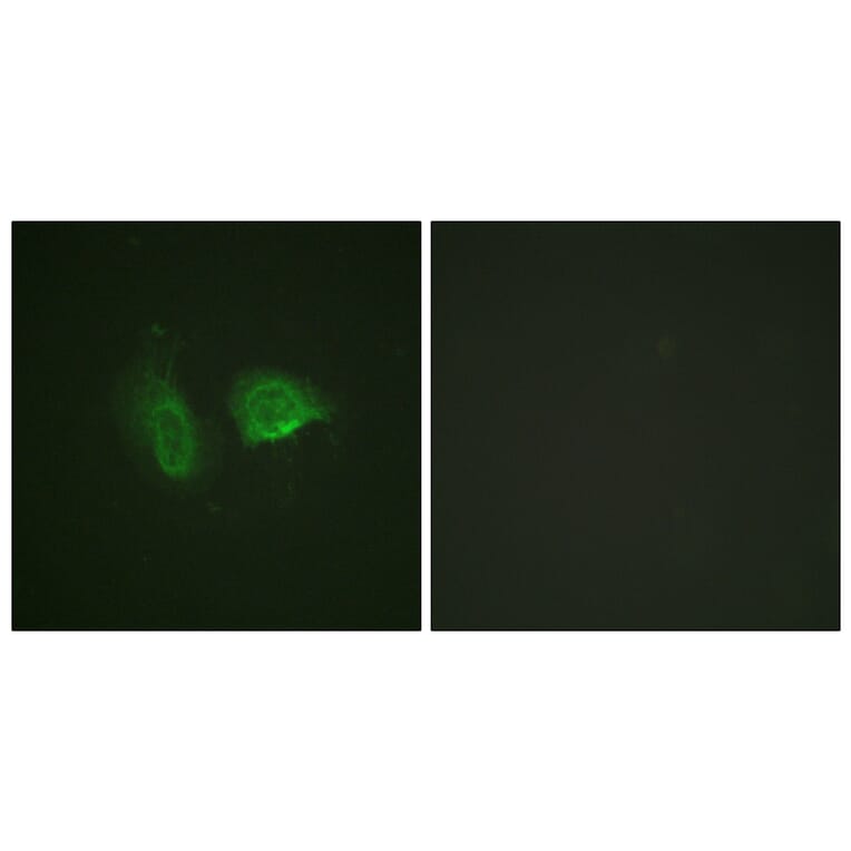 Immunofluorescence - Anti-Calcium Sensing Receptor (phospho Thr888) Antibody (A0828) - Antibodies.com