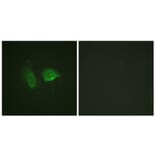 Immunofluorescence - Anti-Calcium Sensing Receptor (phospho Thr888) Antibody (A0828) - Antibodies.com