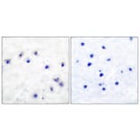 Immunohistochemistry - Anti-Tyrosine Hydroxylase (phospho Ser19) Antibody (A0037) - Antibodies.com